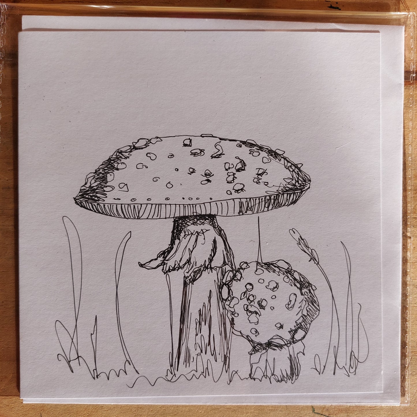 Fungi Sketch Cards - amanti 4
