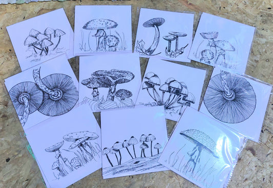 Fungi Sketch Cards - Amanti 1