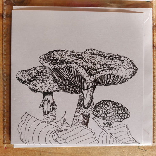 Fungi Sketch Cards - blush1