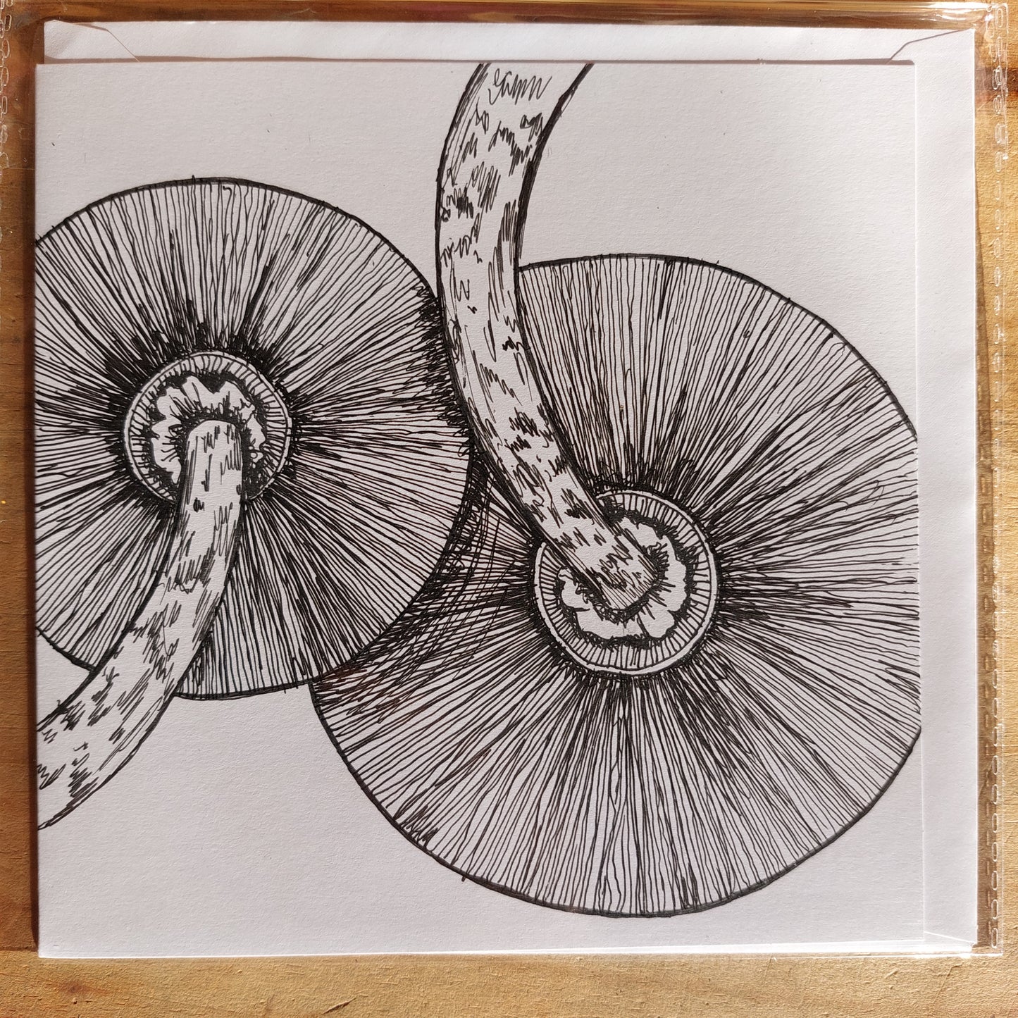 Fungi Sketch Cards - parasol1